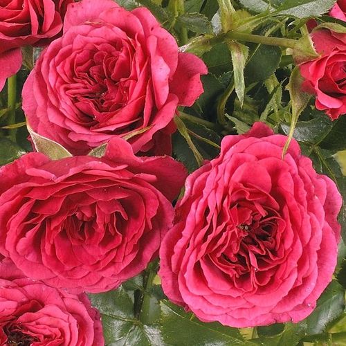 Shop - Rosa Limesfeuer™ - rosa - bodendecker rosen  - diskret duftend - Colin A. Pearce - -